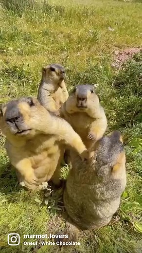 Chunky little marmots🍪🍪 Video credit/ @iz6fvkb #marmot #marmots #groundhogs #groundhog #groundhogsday #gopher #wildlife #amazinganimals #coolanimals #quokka #wildanimals #animalsofinstagram #cutemarmot #cuteanimal #prariedog #prairiedogs #marmotte #murmeltier #petsoftiktok #petlovers #groundhogbaby #groundhogday#woodchuck #cynomys #animallovers #petlovers