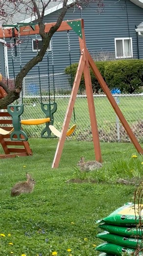 Spring bunnies!! #rabbit #spring #cottontail #wildlife #nature