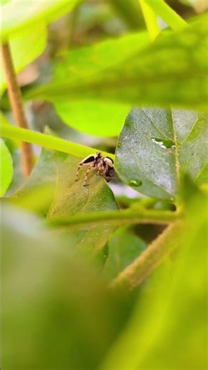 Zebra spider#shorts #insects #flowers #nature#spider #jumpingspiders