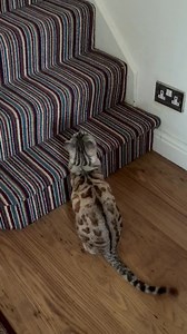 45K views · 412 reactions | Tiger Part 2 | Tiger the bengal cat | Facebook
