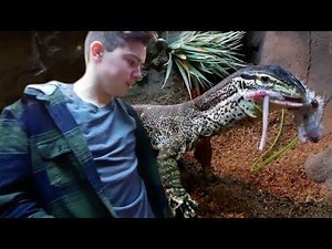 70K views · 75 shares | My Argus monitor goes nuts during a private tour feeding!!! Lori shows some insane Leopard geckos at BHB Reptiles | Brian Barczyk | Facebook