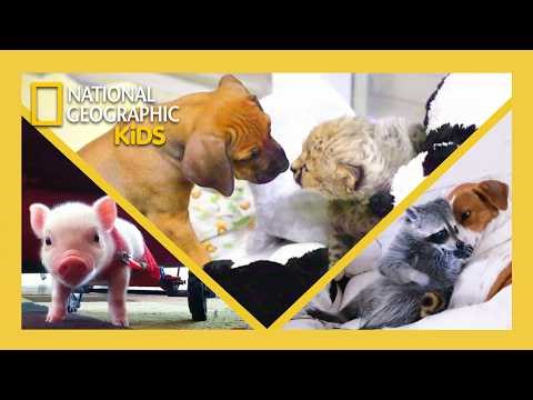 Unlikely Animal Friends Full Episode Compilation 🐶💗🐱 | ‪@natgeokids‬