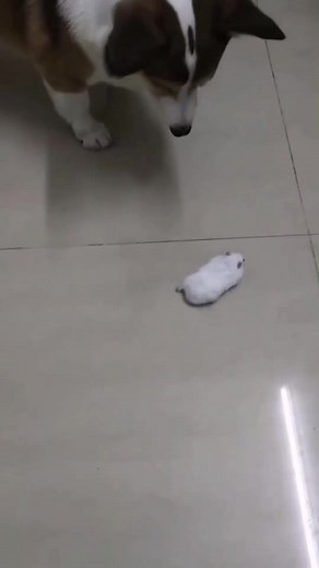 #hamster #hamstersoftiktok #cute #doggy #petthings 😂😂😂