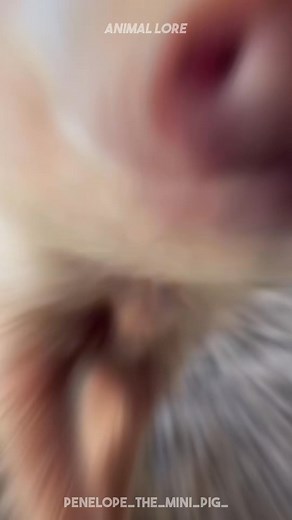 Discover Teacup Pig 🐷 a very cute trendy mini pig pet breed 😍 #teacuppig #minipig _296#dog #dogsofinstagram #dogs #puppy #doglover | Hannah Harris