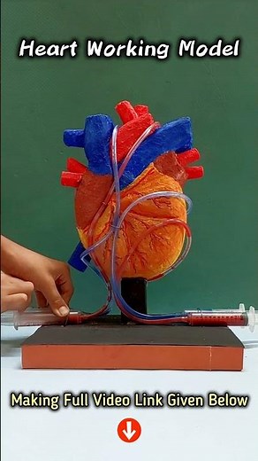 Heart Working Model 3D #scienceproject #diyprojects #biology