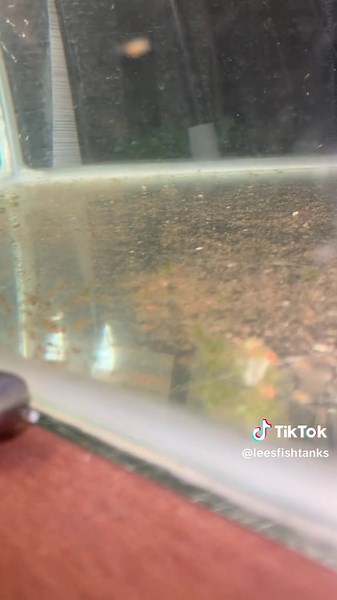 Moved the angel fish fry to a bigger grow out #angelfish #fry #fishtank #aquariumfish