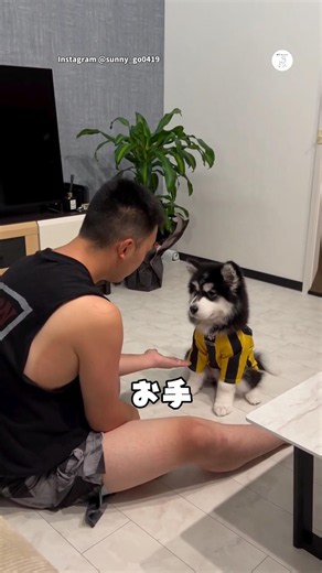 『お手』がわからなくて首を傾げる子犬 #子犬 #犬 #可愛い犬 #かわいい #サモミュート
