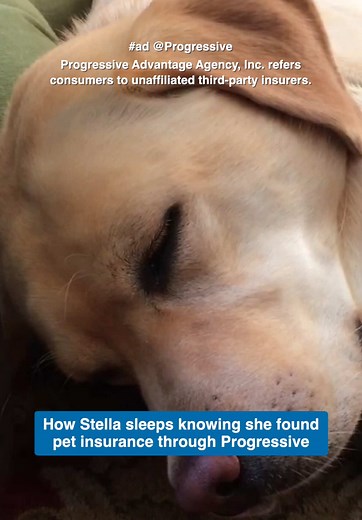 Finding the Right Pet Insurance for Your Dog