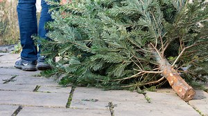 LIST | Christmas tree recycling options