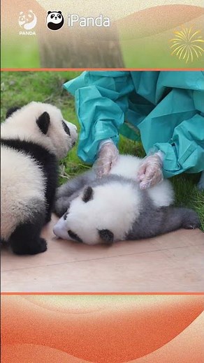 Check-Up Time, Little Panda! | iPanda #shorts