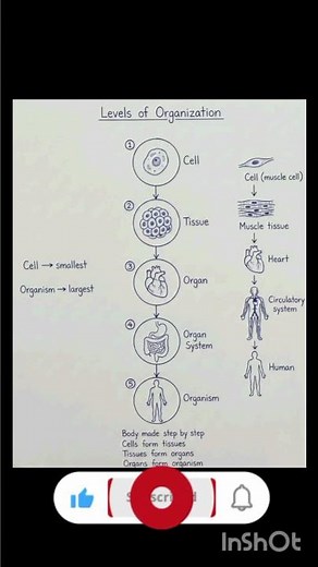 Levels of organization #biologynotes #biology