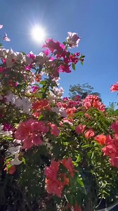 188K views · 3.8K reactions | Las pascuas son tradicionales para navidad, pero las veraneras también son preferidas por muchos y en este lugar le ofrecen de bastantes colores. | Julio Guevara / Periodista | Facebook