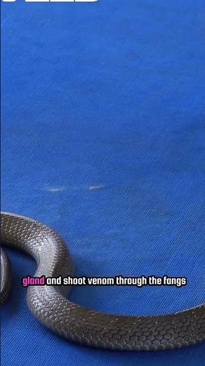 The Shocking Truth About Snake Fangs 🐍💉 #youtubeshorts #science