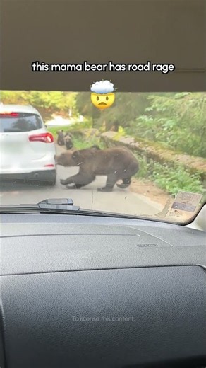 Go camping they said, it'll be fun they said.... 🫩💥🐻😭 #nationalpark #camping #yosemite #bears