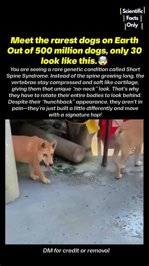 WATCH : The Rarest DOGS On Earth. 🐕 Found Only One in 15 million dogs #rareanimals #animals #nature