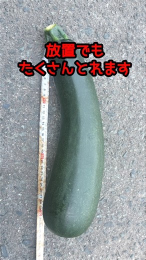 家庭菜園ズッキーニおすすめ！#家庭菜園#野菜#ズッキーニ#簡単野菜栽培