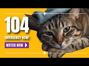 How to Check Your Cat’s Temperature at Home | Cat Fever Signs and Care Guide