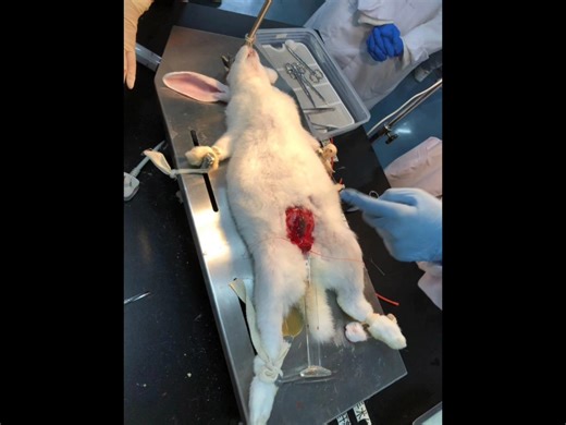 这节课～解剖兔子