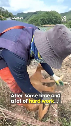 Acts like this is why I believe in humanity ❤️🥺#deerrescue #animalrescue