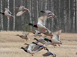 90K views · 2.6K reactions | Awesome Ducks  #reelsviralシ #wildlife #naturephotography #adventuretime #reelsfb #mallard #shorts #riverside #reelitfeelit #Marvellous #hunting #naturelover #Lakers #duck #duckseason | Duck Hunting Marvellous | Facebook