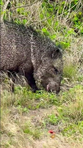Javelina at the Aransas National Wildlife Refuge on the Texas coast.