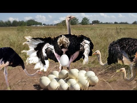 How Ostrich Laying To Giant Eggs