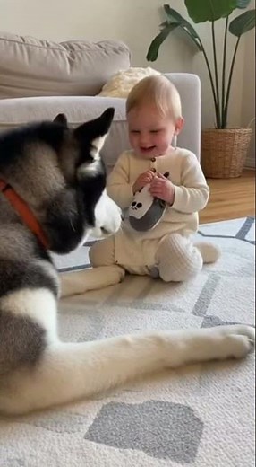 Husky Gently Plays with Baby Using Plush Stuffed Bear Toy