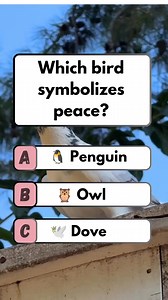 🕊️ Peace Symbol: Bird symbolizes peace! #quiz #fun #brainteaser #puzzle | Think Fast