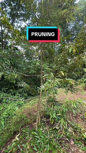 PUPUS DURIAN on TikTok