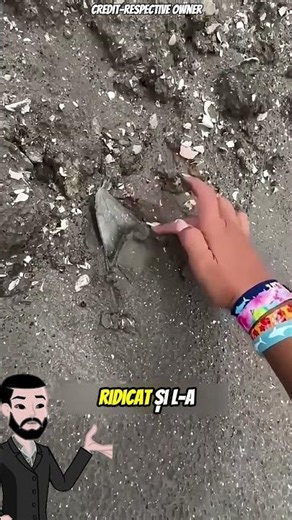 🦈 A Găsit Un Dintele De Megalodon Pe Plajă 😱🌊
