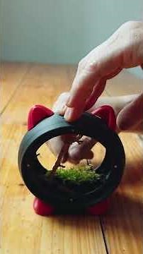 sharing a simple DIY moss landscape setup tutorial for it