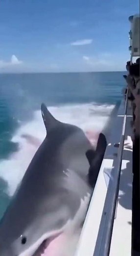 Shocking Moment in Mexico: Great White Shark Attacks a Dolphin Next to Tourist Boat