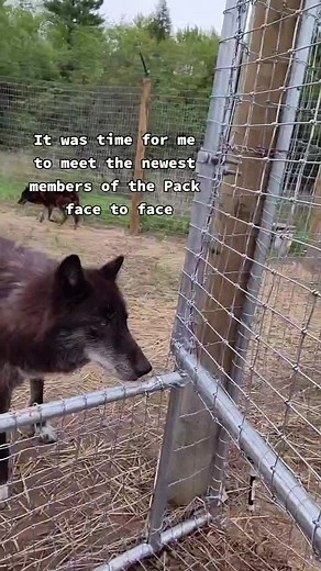 Are you ready to howl with the Wisconsin Pack? #rescue #wolves #wolfdogs #alpha #veterans #support #savethe6 #spreadlove #howl #animals #mentalhealth