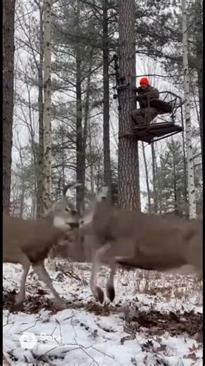 Tree stand problems #deer #funny