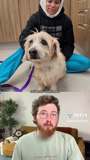 Top 5 Dogs of the Week: Featuring Amazing Canine Companions