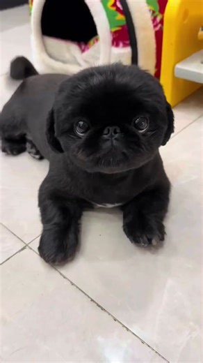 Cute pekingese puppy ❤️#dog #dogs #teamwork #viral #viralvideo #foryourpage #DogsOfTikTok #pekingeseoftiktok #pekingese #pekingesepuppy #fyp