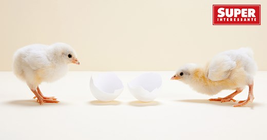 Como um pintinho se desenvolve dentro do ovo?