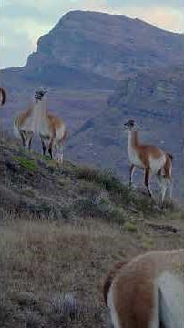 Discovering Torres del Paine National Park