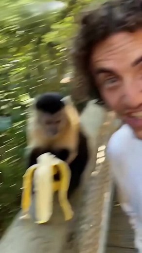 Never stealing from a monkey again | monkey