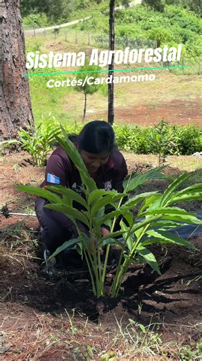 Sistemas agroforestales: beneficios del asocio Cortés amarillo y cardamomo