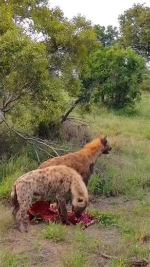 ハイエナ対アフリカリカオン #wildlife #animals #捕食シーン #lion #特有種 #leopard #facts #cat #nature #hyena #アフリカリカオン