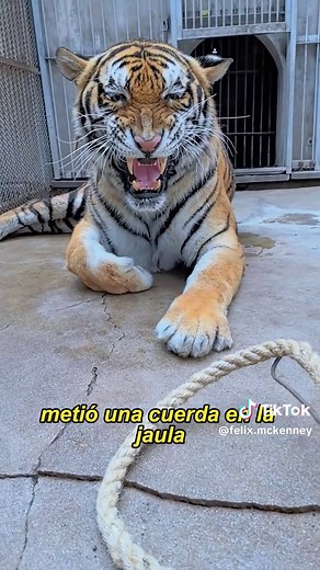 The tiger's paws were infected.#animals #Foryou #Friendship #Us #fyp