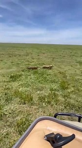 3.1M views · 11K reactions | Clash of the Kings: Cheetah Males Battle...