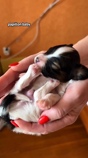 2.1K reactions · 68 shares | I want to show how small and sweet a...