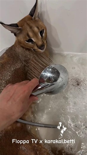 Floppa Betti loves to take a shower #каракал