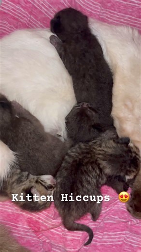 Cute Kitten Hiccups? 😍 Overeating 🥱😅#cat #love #foryou #cute #kitten #funnyvideo