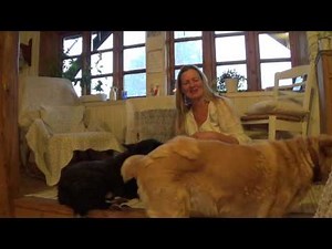 The Emotion code for animals