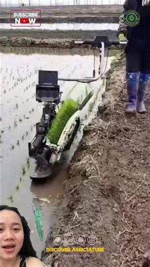 A highly specialized rice planting machine in China.