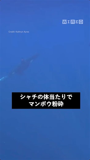 シャチの体当たりでマンボウ粉砕