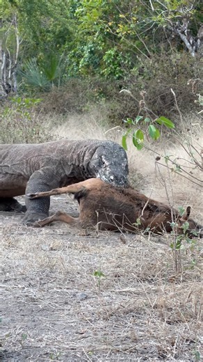 In the morning, a Komodo dragon catches a goat.
